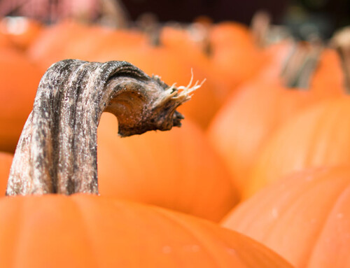 October: Pumpkin Fest
