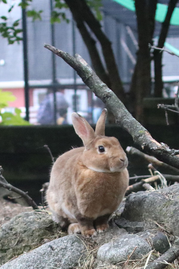 rabbit