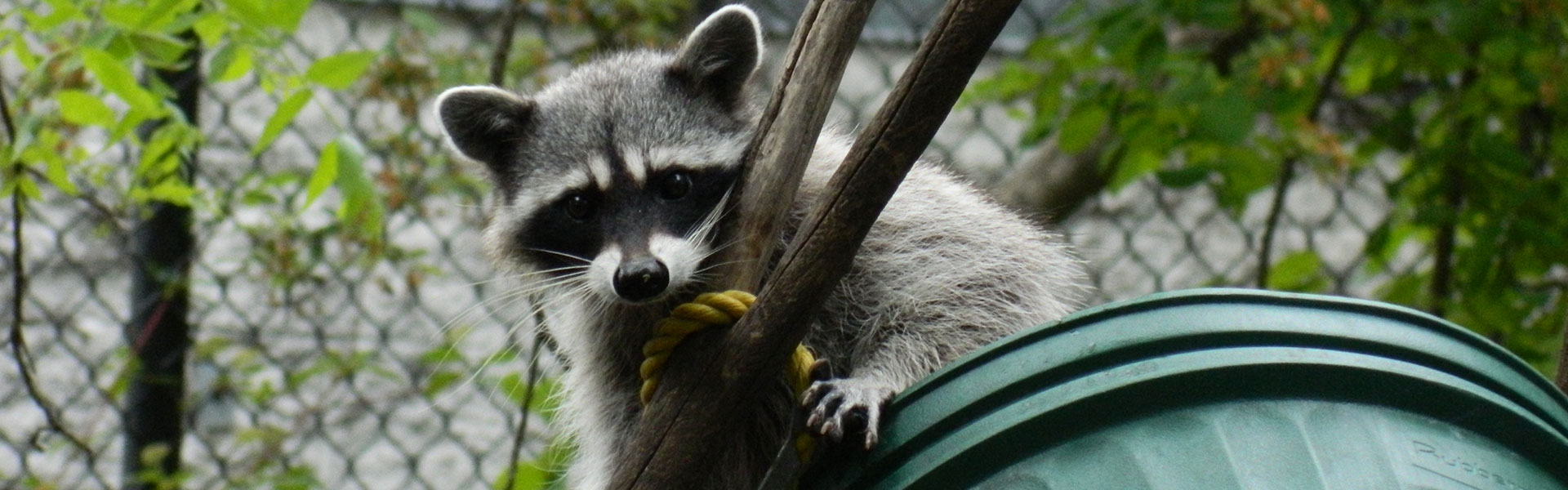 raccoon