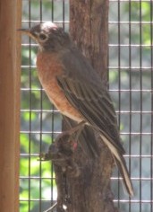 robin1