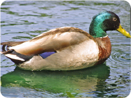 rouen_clair_duck