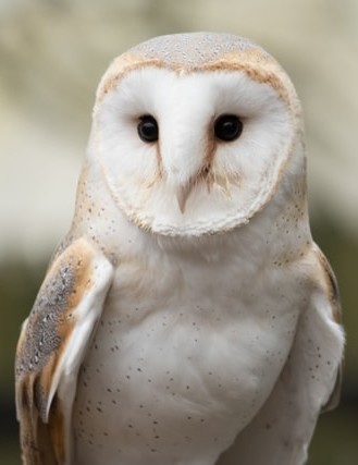 barn owl image