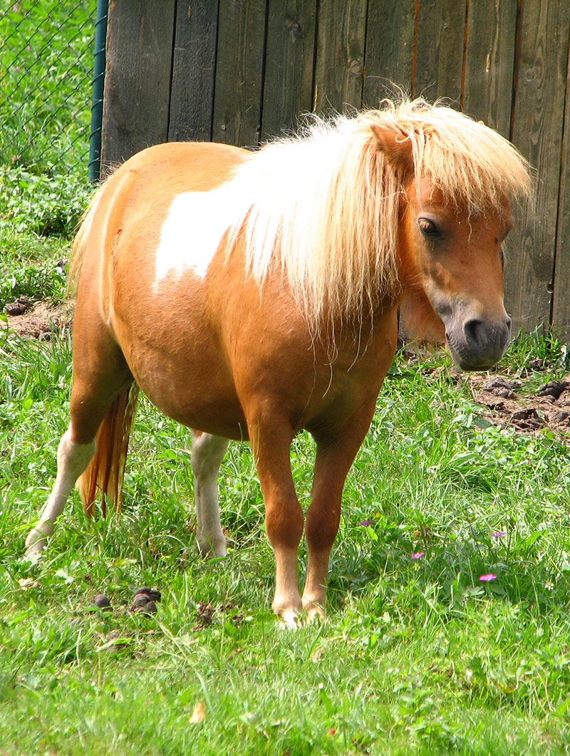 Poney shetland : taille, description, biotope, habitat, reproduction