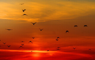 Birds flying in sunset sky