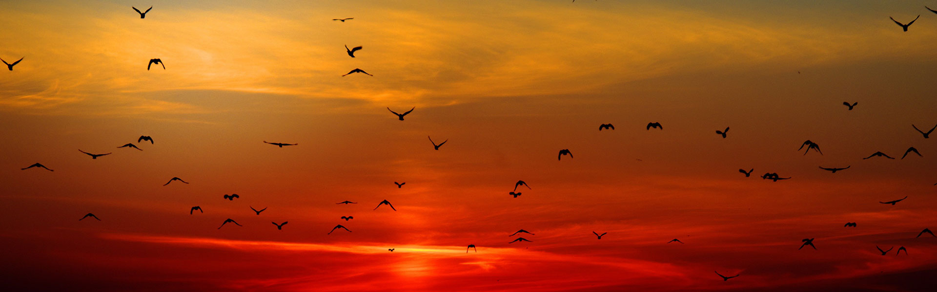 Birds flying in sunset sky