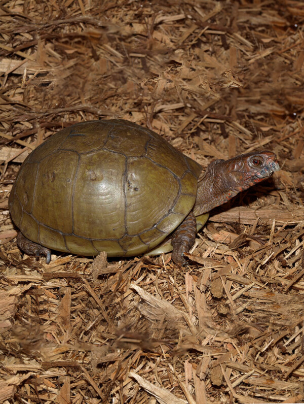 Three-toed Box Turtle – Cosley Zoo